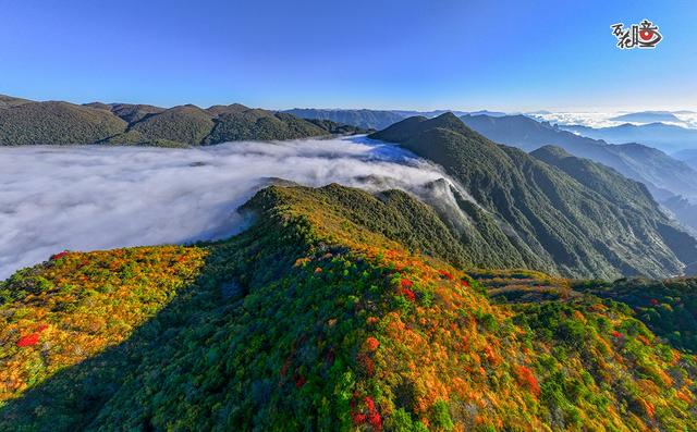 万花瞳｜限定版“彩林森林” 这是属于山城的冬日浪漫