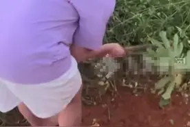 接地气冠军第一人！全红婵回京坐经济舱，光脚下地干农活，太难得图片