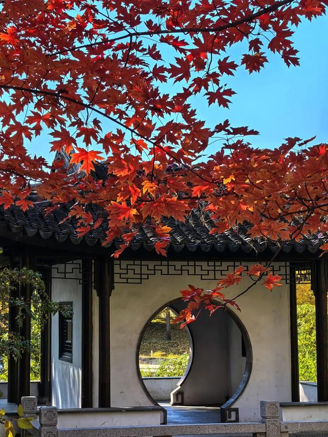 谁懂啊？这里的红枫，才是秋日“天花板”！