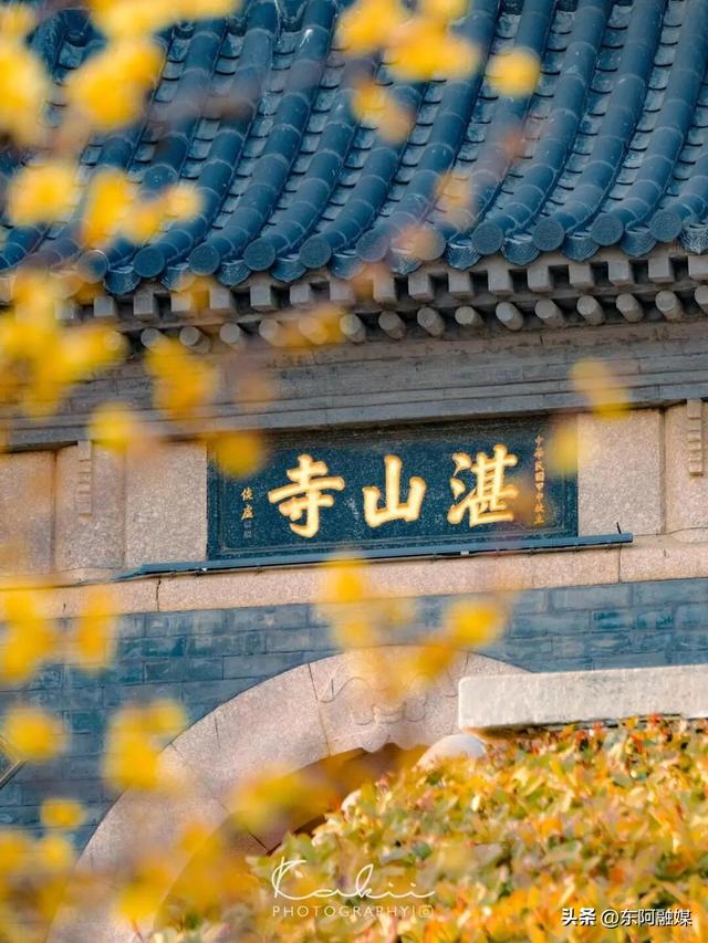 山东的第一波蜡梅开啦！快来邂逅这份冬日限定的浪漫