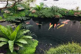 庭院里面最难的部分：鱼池建造以及过滤系统图片
