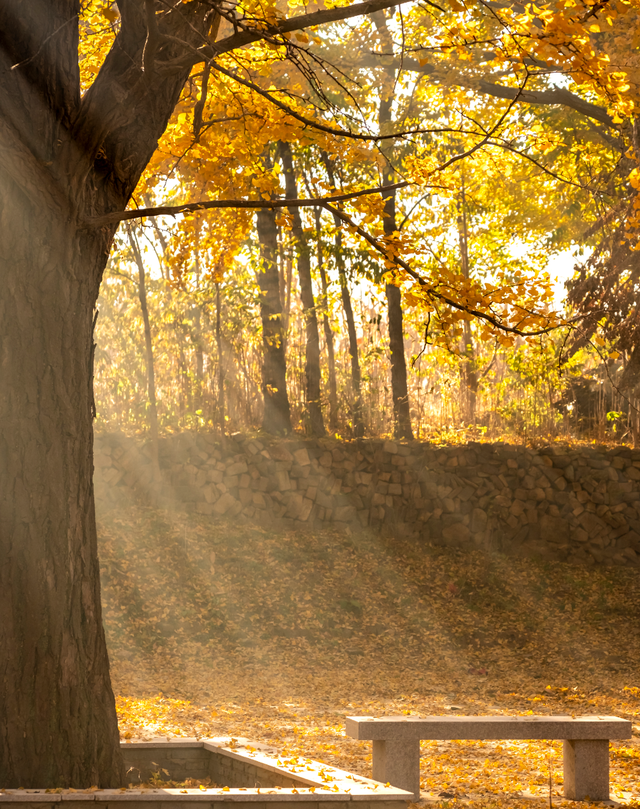 烟台秋日绝色盛宴筹备中，走！寻秋去！