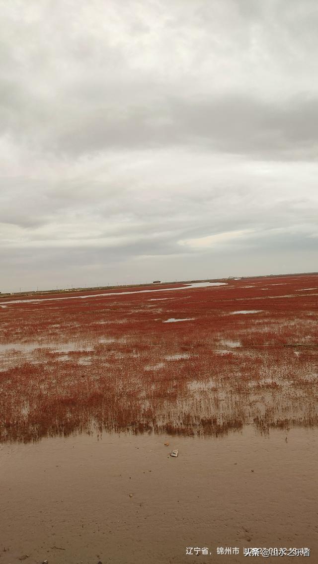 环游大东北之漫步锦州凌海红海滩