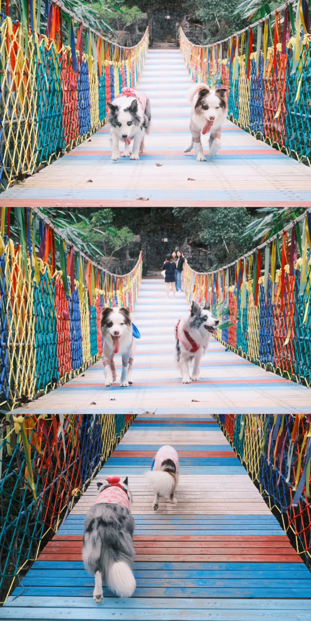 在韶关，带毛孩子去哪“浪”？这份宠物友好地图请收藏，撒欢不踩雷~