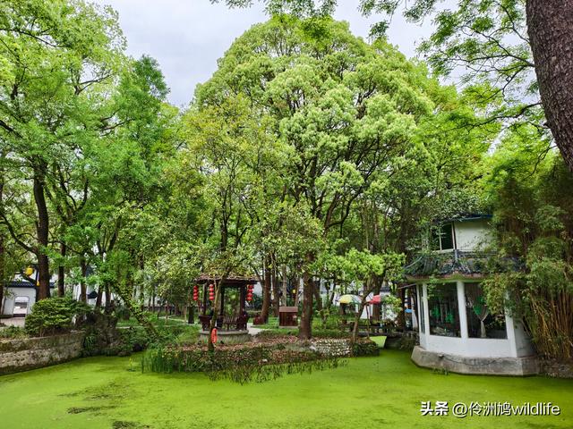 成都古镇（15）郫县唐昌古镇崇宁公园·大椿巷