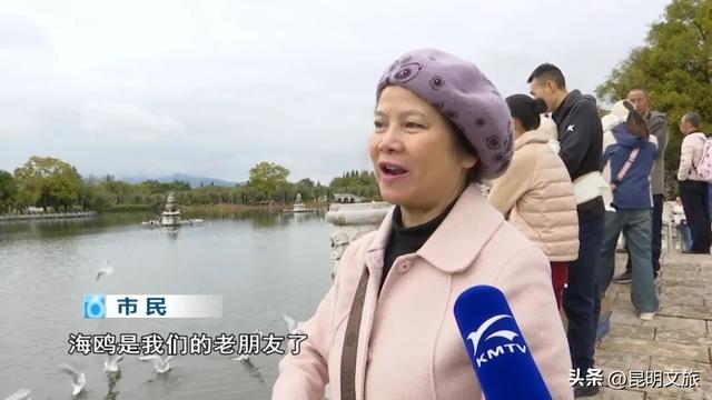 来啦来啦~红嘴鸥来大观公园啦！赏菊观鸥的快乐开始了🥰