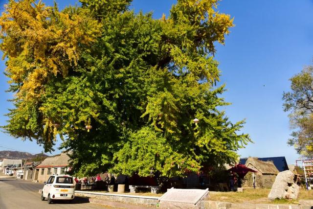 错过了？还有！石岛赏银杏真的有“后悔药”