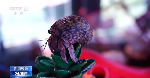 北京一男子养五步蛇当宠物，因蛇生病无法进食，手动喂食时被咬致截肢