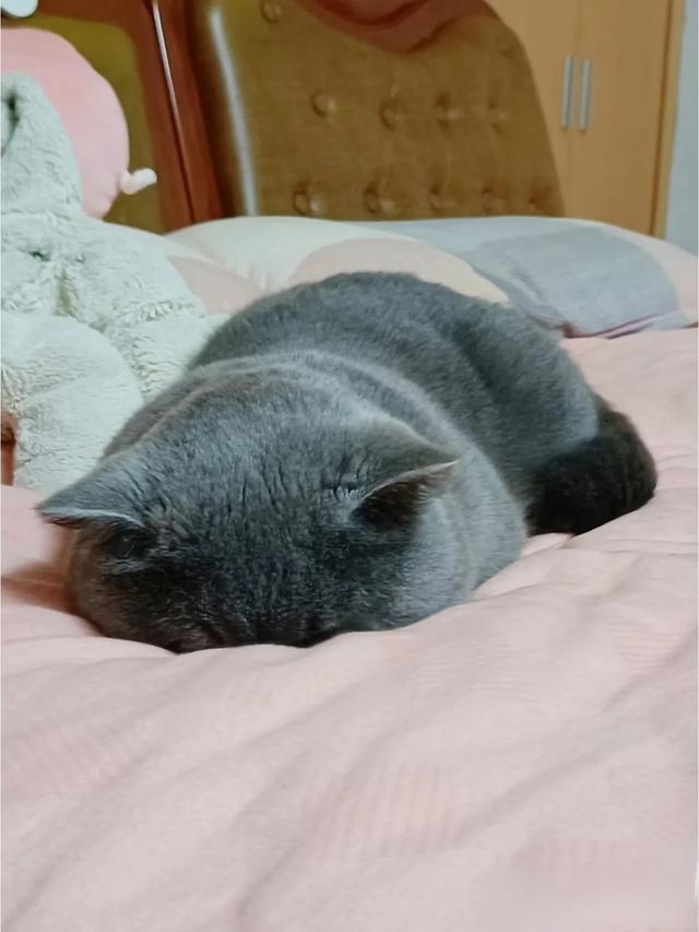 家里唯一一个不熬夜的！