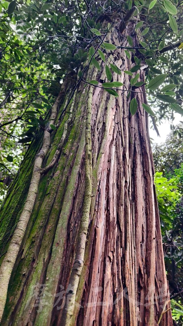 皖浙摩旅二人转——松阳横坑村篇（下）