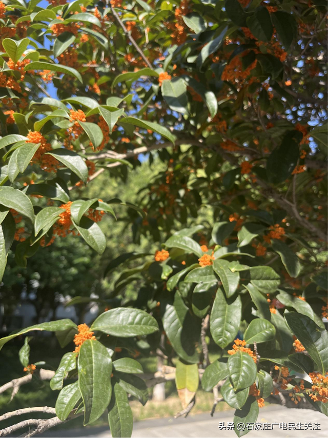 寻香而至！省会文化广场桂花悄然绽放