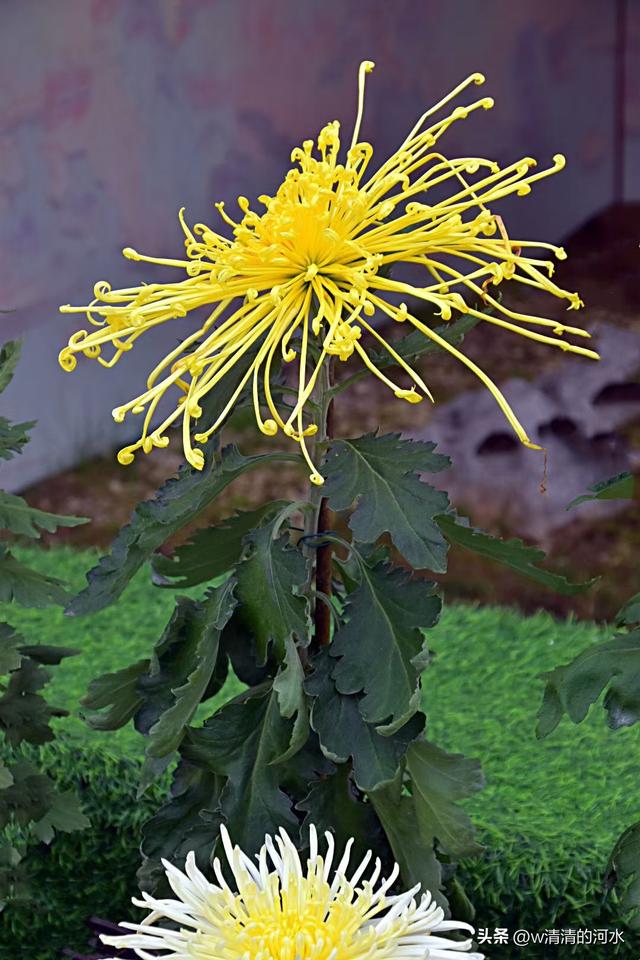 菊花是秋天里美丽的图画