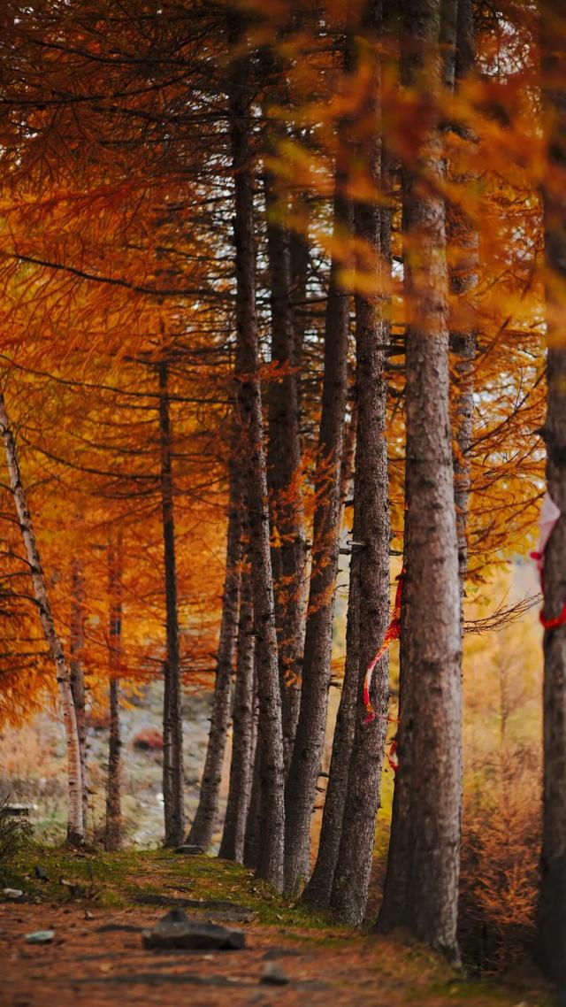 让我再看你一眼🧡