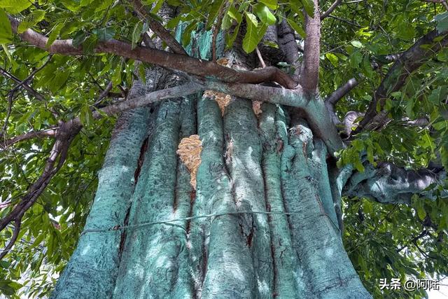 大理有棵黄葛树已经600多岁，曾被砍去一半，如今却枝繁叶茂‌