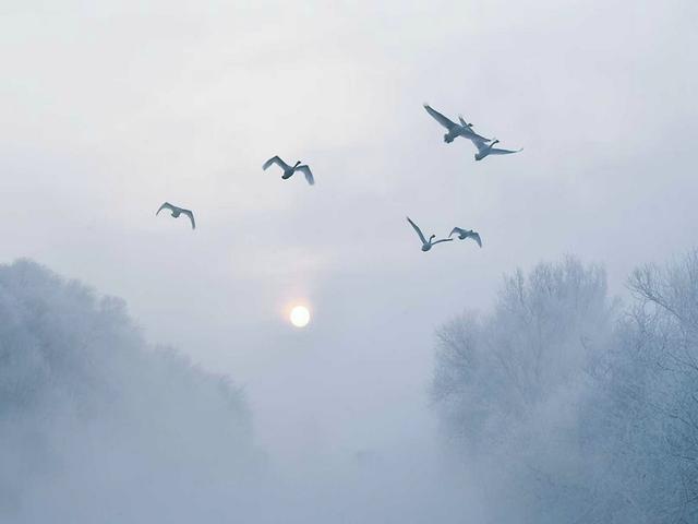 伊宁天鹅泉湿地公园：冬日里的生态诗画