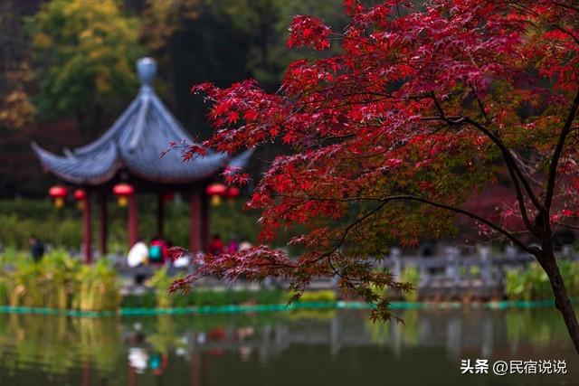 秋天，这十大红叶观赏地告诉你该去哪？