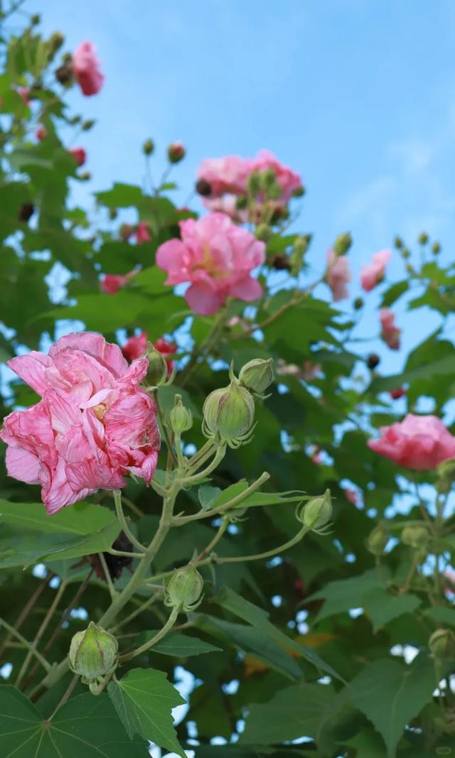 冬日“顶流”大片盛开！超级出片→