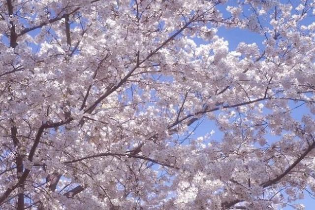 北京玉渊潭公园 樱花漫舞的诗意秘境