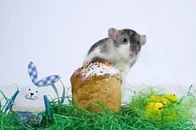 生于这几个月的属鼠人：脾气大，却是富贵命图片