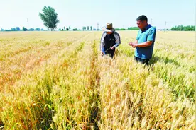 石家庄：推进种业振兴 绘出丰收图景图片