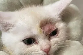 猫癣会自愈吗？很多人都误解了真相！图片