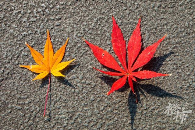 杭州最近美“枫”了，红枫和鸡爪槭还“傻傻分不清楚”？