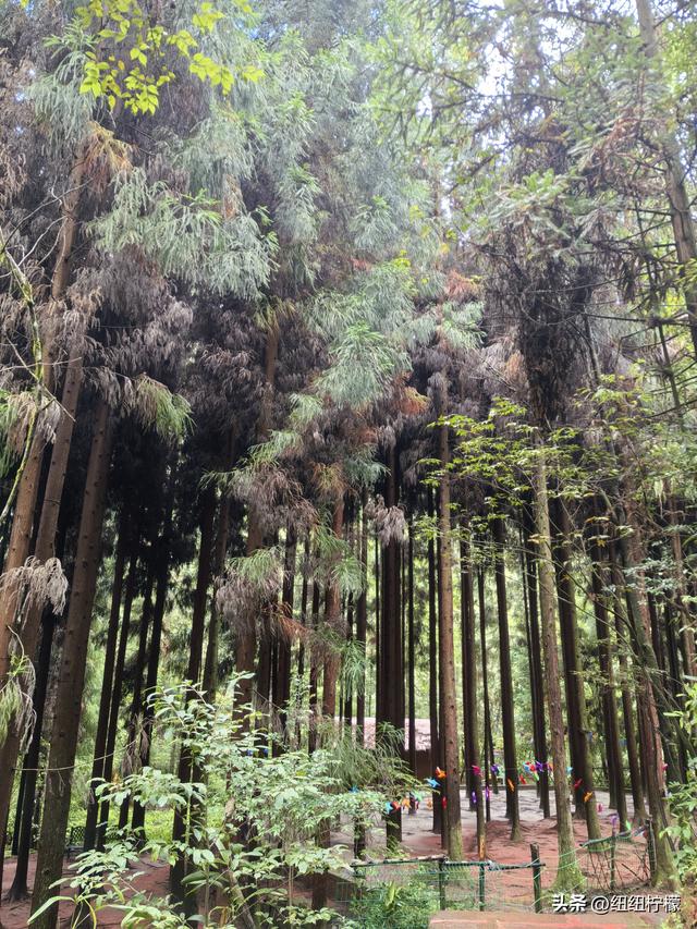 在江津四面山景区看了瀑布爬了梯，又坐了超级滑道听了潺潺流水声