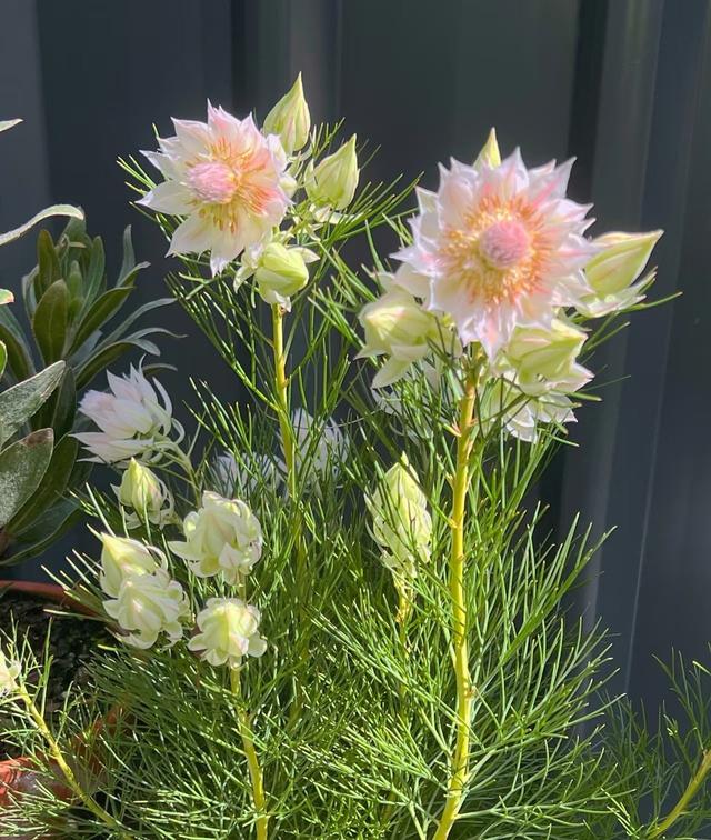 新晋“网红”植物—新娘花，美如其名，冬春两季绽放，阳台也能养