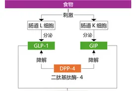 西格列汀、利格列汀、维格列汀……一文盘点8种DPP-4抑制剂的区别图片