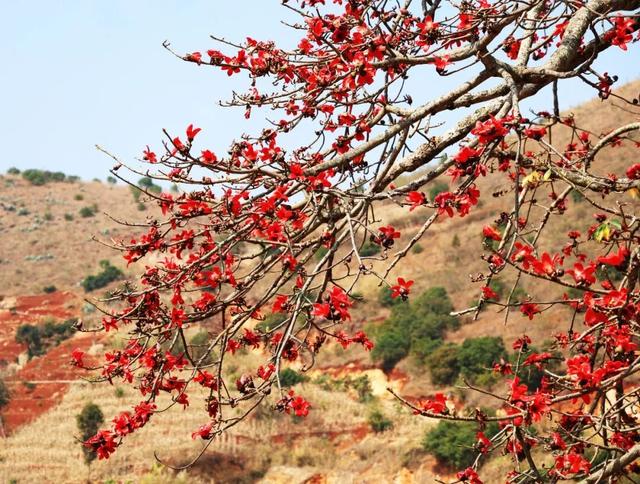 万兴乡：白沙水畔 木棉燃红怒江春