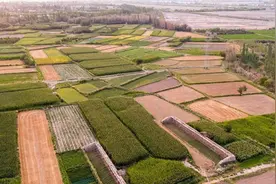 你知道“芝麻开花节节高”的来历吗？我给你说说图片