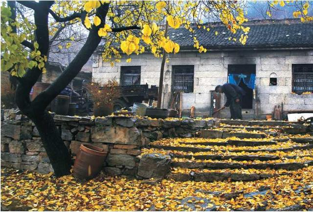 全程没门票，300多个弯道，满山红叶，你会去这河南绝美秋色路吗