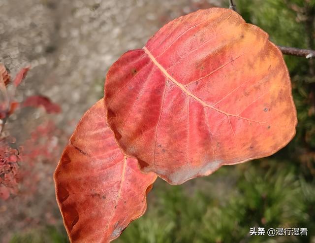 看红叶不怕晚，东焦村红叶正当时