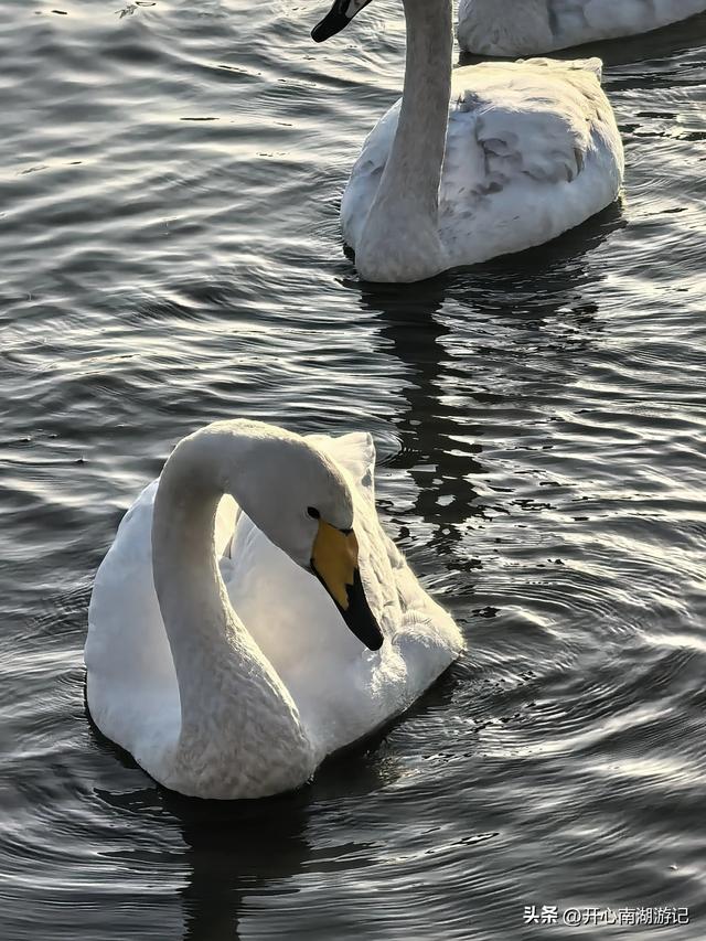 走，去渤海湾看候鸟…