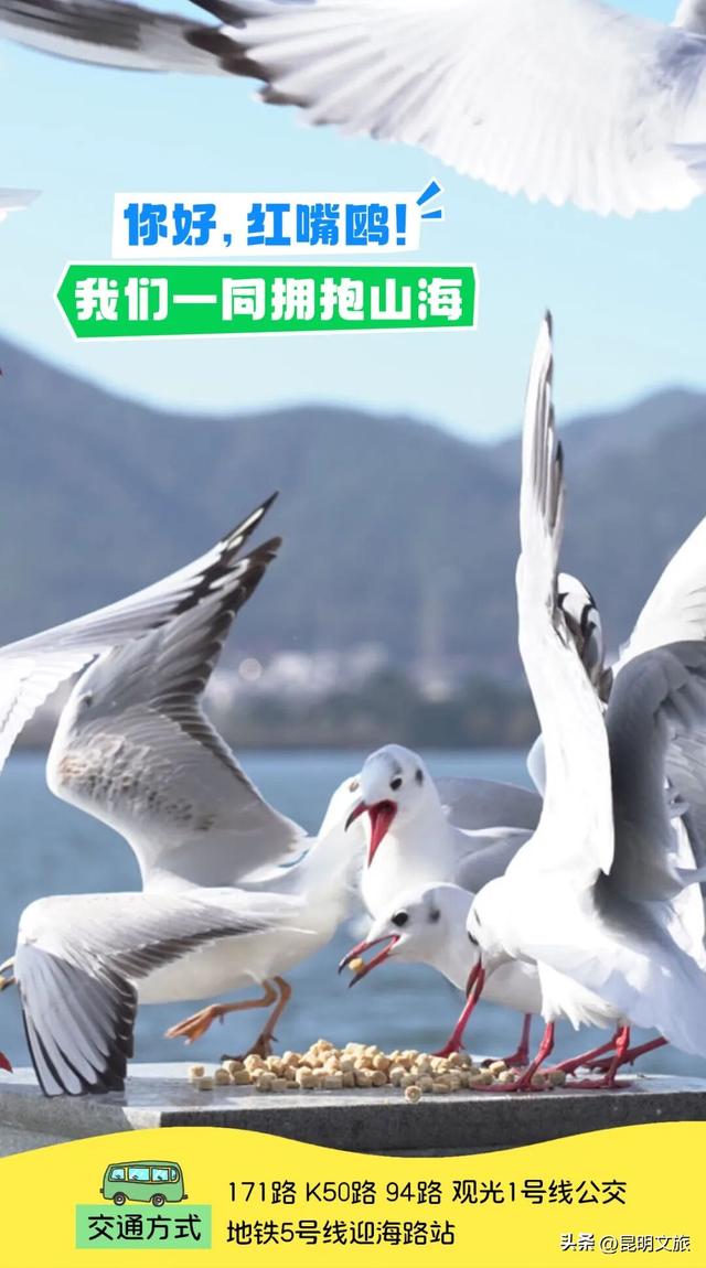 2025最新观鸥地图：这些地方“鸥”气值MAX，拍照直接封神！