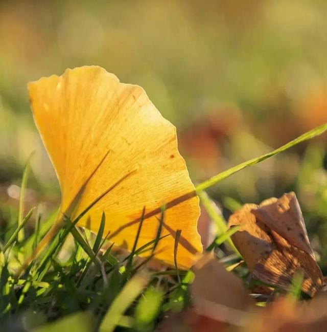 秋日限定|“落叶不扫”模式开启,44条景观道观赏指南请收藏!