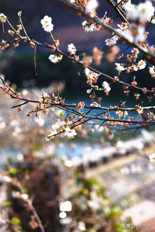 南方人有自己的雪：永泰赏梅指南