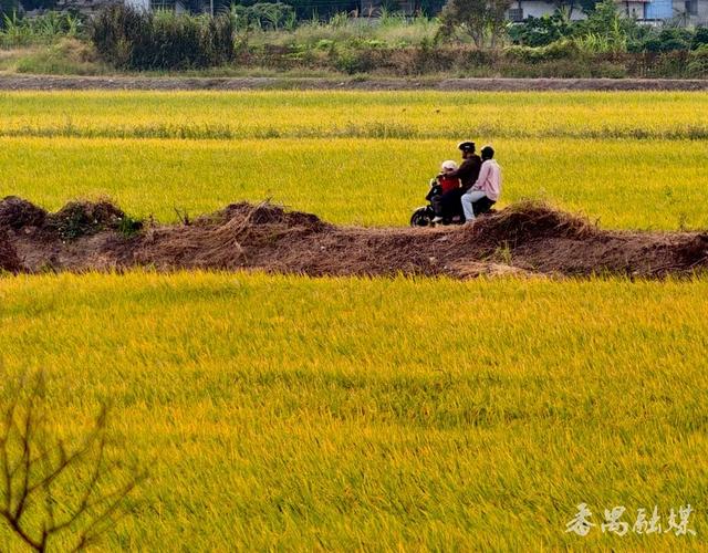 你知不知“稻”？番禺这片稻田美成了童话