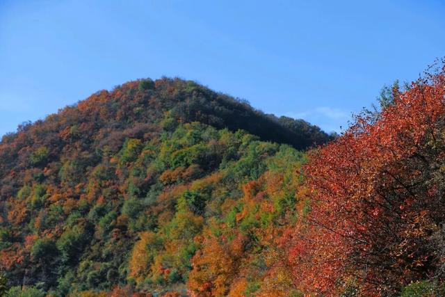 渑池坡头红叶拍摄记：一场迟来的秋日邂逅