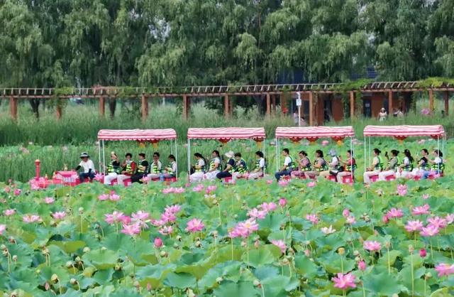 在白银邂逅黄河之美！荷塘寻幽、花海打卡、露营观星，这份文旅攻略请收好