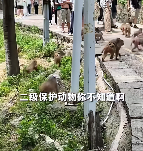 游客辱骂驱猴大爷，景区回应