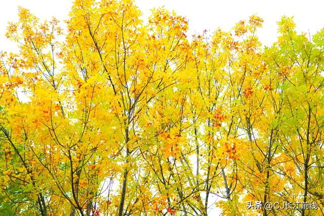 河南淮滨：重阳节里秋景美如画