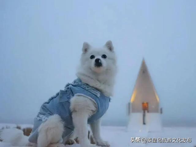 消费潜能激发：北戴河新区小众经济成增长引擎