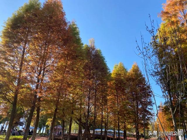 美！美美美！昆明超全水杉打卡地来袭！保姆级攻略快收藏，周末一定要冲~