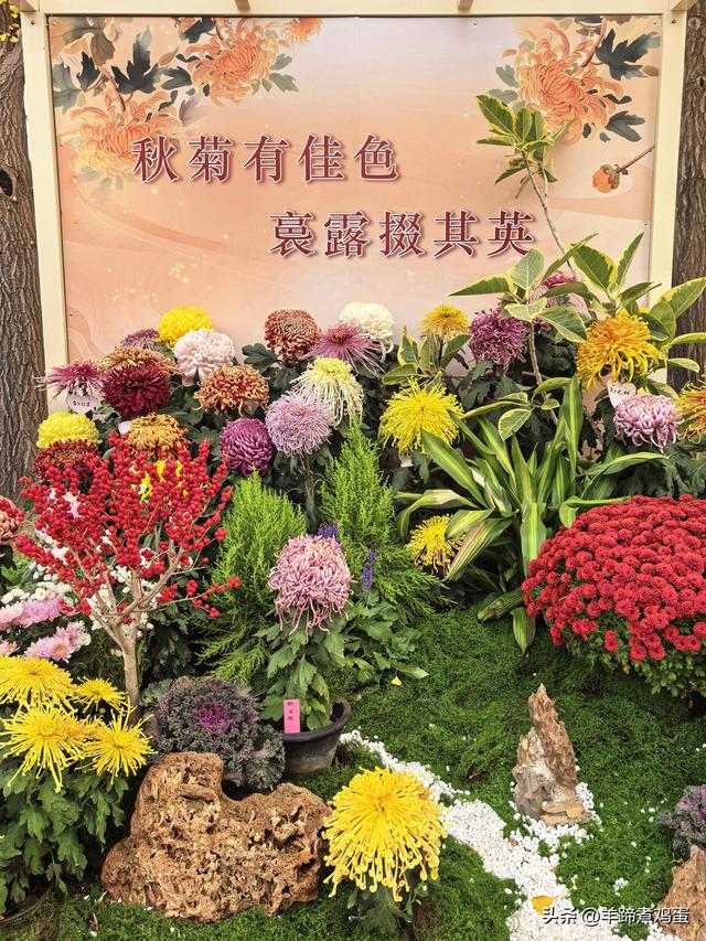 秋风独宠一园菊，晚来香艳出樊篱——北京北海公园2025年菊花展
