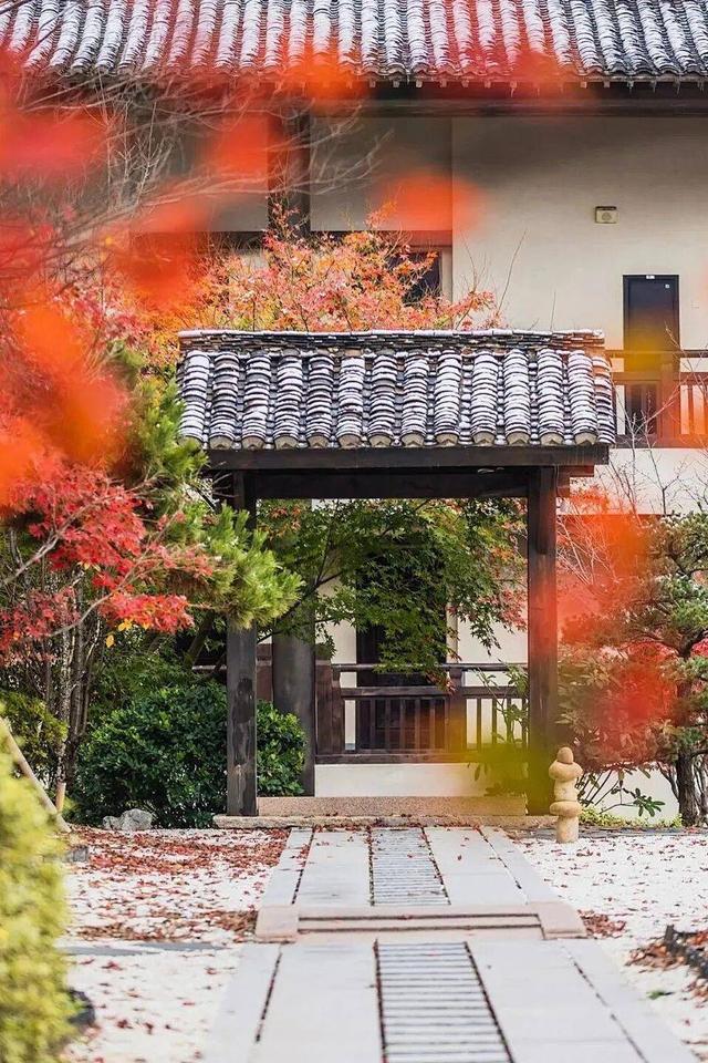 “植愈力”满分！金坛茅山秋冬植物大赏~