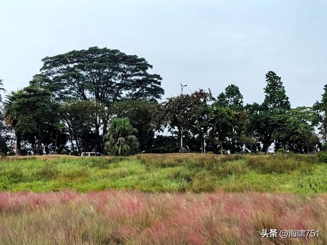佛山三水芦苞花海生态公园
