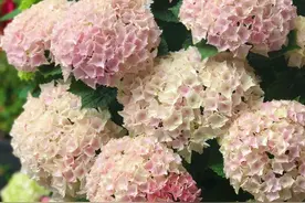 绣球花品种介绍（二）图片