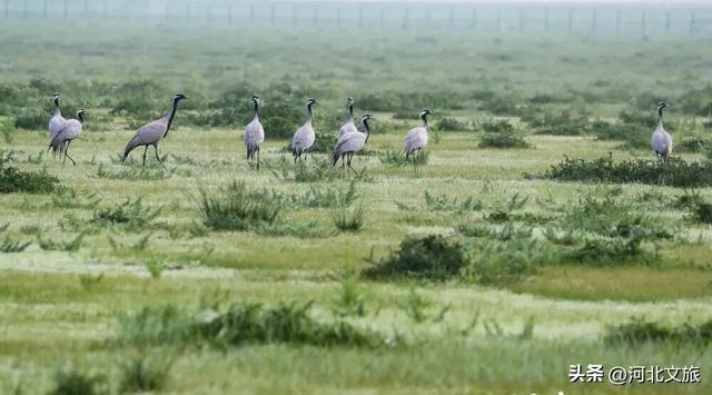 走进张家口，感受秋日红海滩的浪漫与诗意，还有各种鸟儿翩翩起舞