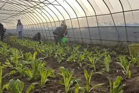 走，去种地吧！上财学子开启了一场特别的耕读活动图片